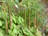 Осока свисающая, крупная – Carex pendula Huds. (1)