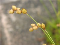 Осока черноцветковая – Carex melanantha C.A.Mey.