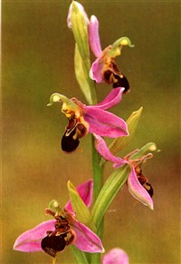 Офрис пчелоносный – Ophrys apifera Huds.