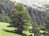 Охрана природы (Швейцарский национальный парк)