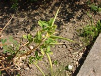 Пажитник сенной-греческий – Trigonella foenum-graecum L.