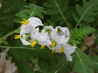 Паслён арбузолистный – Solanum citrullifolium A.Br. (1)