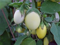 Паслён баклажан, баклажан – Solanum melongena L.