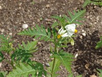 Паслён гулявниковолистный – Solanum sisymbrifolium Lam. (1)