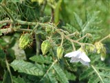 Паслён гулявниковолистный – Solanum sisymbrifolium Lam. (3)