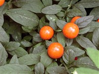 Паслён перцевидный, вишневый – Solanum capsicastrum Link ex Schauer.