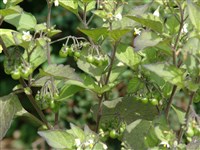 Паслён черный – Solanum nigrum L.