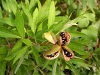 Пеон аномальный, марьин корень – Paeonia anomala L.