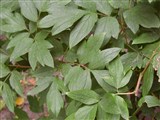 Пеон полукустарниковый, древовидный – Paeonia suffruticosa Andrews. (2)