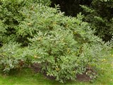 Пеон полукустарниковый, древовидный – Paeonia suffruticosa Andrews. (3)