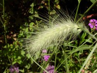 Перистощетинник мохнатый – Pennisetum villosum R.Br.