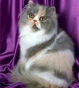 Персидская кошка (голубо-кремовая с белым)