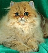 Персидская кошка (золотистая)