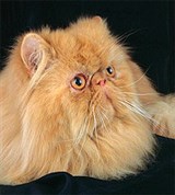 Персидская кошка (красная)