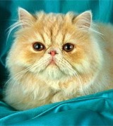 Персидская кошка (кремовая)