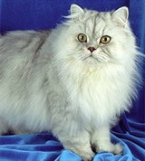 Персидская кошка (оловянная)