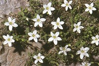 Песчанка реснитчатая – Arenaria ciliata L.