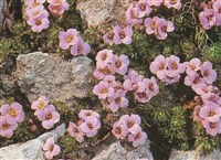 Петрокаллис пиренейский – Petrocallis pyrenaica (L.) R.Br.