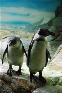 Пингвины Гумбольдта (Московский зоопарк, 2007)