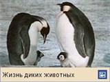 Пингвины (императорские)