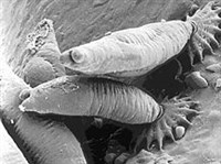 Плоские черви (Моногенеи)