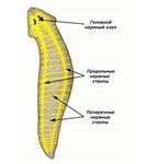 Плоские черви (нервная система)