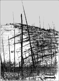 Поваленные деревья на месте взрыва Тунгусского метеорита (1928)
