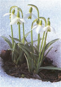 Подснежник белоснежный, снежный – Galanthus nivalis L.