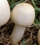Полевой Шампиньон (грибы)