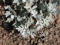 Полынь Стеллера, прибрежная – Artemisia stelleriana Bess.