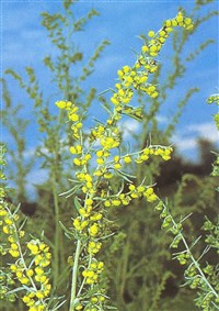 Полынь горькая, цитварная – Artemisia absinthium L.
