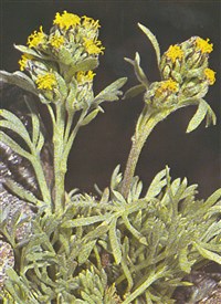 Полынь зонтиковидная, рыхлая – Artemisia umbelliformis Lam.