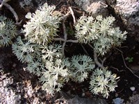 Полынь кавказская, альпийская, шерстистая – Artemisia caucasica Willd.