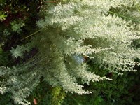 Полынь понтийская, румынская – Artemisia pontica L.