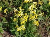Примула весенняя, лекарственная, крупночашечковая – Primula veris L. (2)