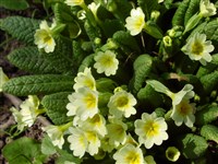 Примула обыкновенная, бесстебельная – Primula vulgaris Huds. (1)