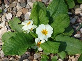 Примула обыкновенная, бесстебельная – Primula vulgaris Huds. (3)