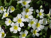 Примула пругоницкая – Primula x pruhonicensis Zeeman ex Bergmans (1)
