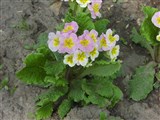 Примула пругоницкая – Primula x pruhonicensis Zeeman ex Bergmans (3)