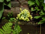 Примула сиккимская – Primula sikkimensis Hook.f. (3)