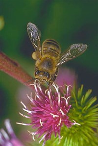 Пчела Медоносная