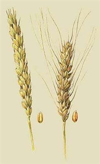 Пшеница [кулинария]