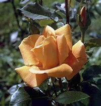 РОЗА (роза чайно-гибридная)