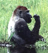 Равнинная горилла (в воде)