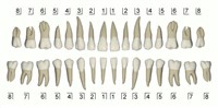 Расположение зубов верхней и нижней челюсти