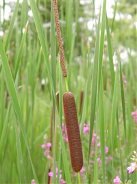 Рогоз узколистный – Typha angustifolia L.