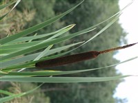 Рогоз широколистный – Typha latifolia L. (1)