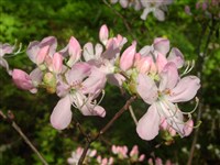 Рододендрон Васея – Rhododendron vaseyi A.Gray.