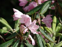 Рододендрон Смирнова – Rhododendron smirnowii Trautv.