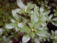 Рододендрон Форреста, ползучий – Rhododendron forrestii Diels.